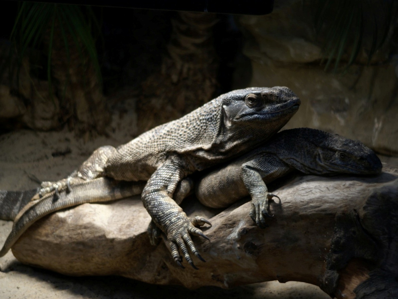 Fonds d'cran Animaux Lzards - Iguanes 