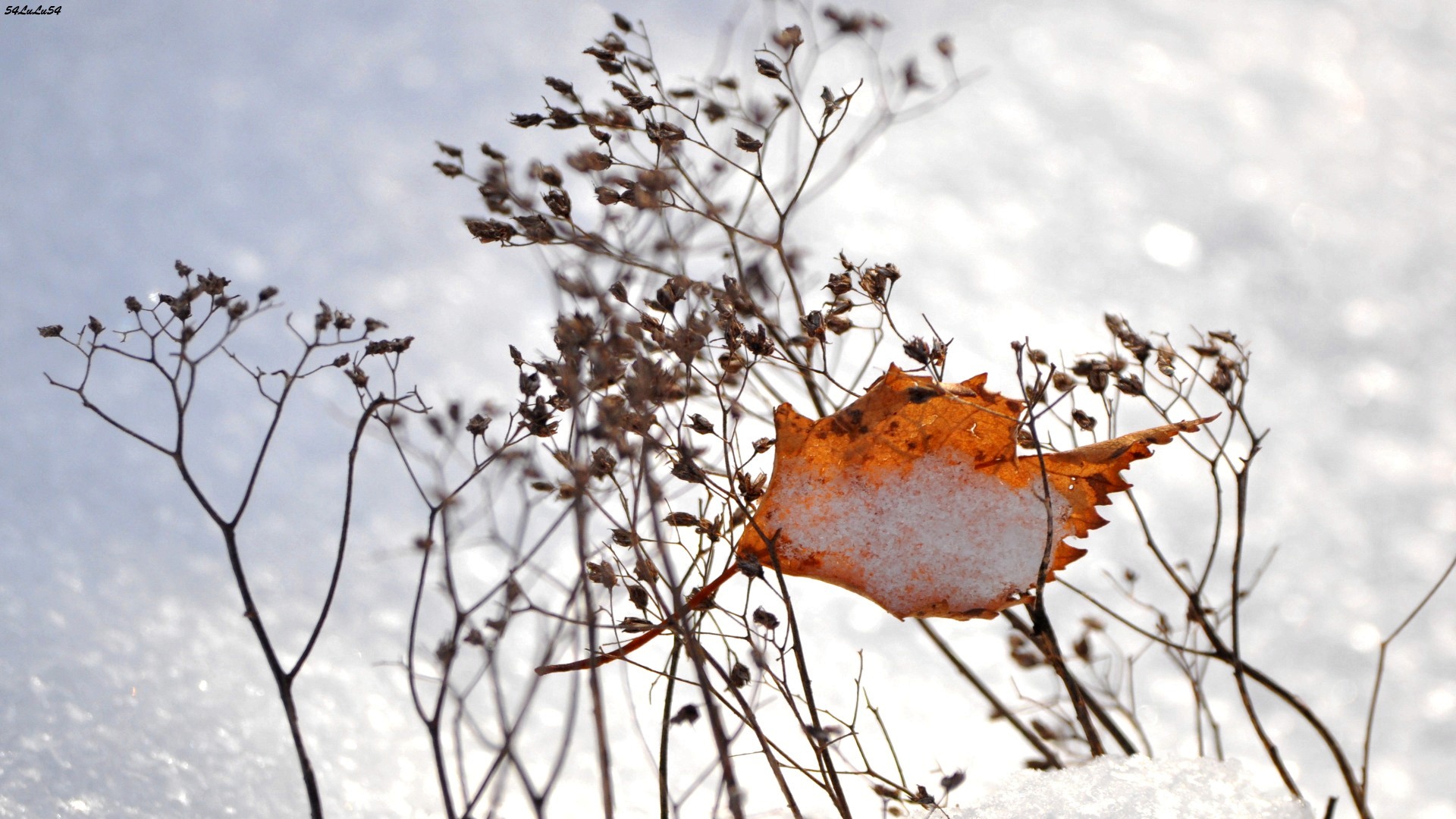 Fonds d'cran Nature Saisons - Hiver 