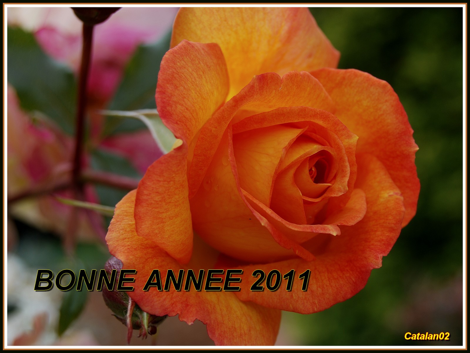 Fonds d'cran Nature Fleurs BONNE ET HEUREUSE ANNEE 2011