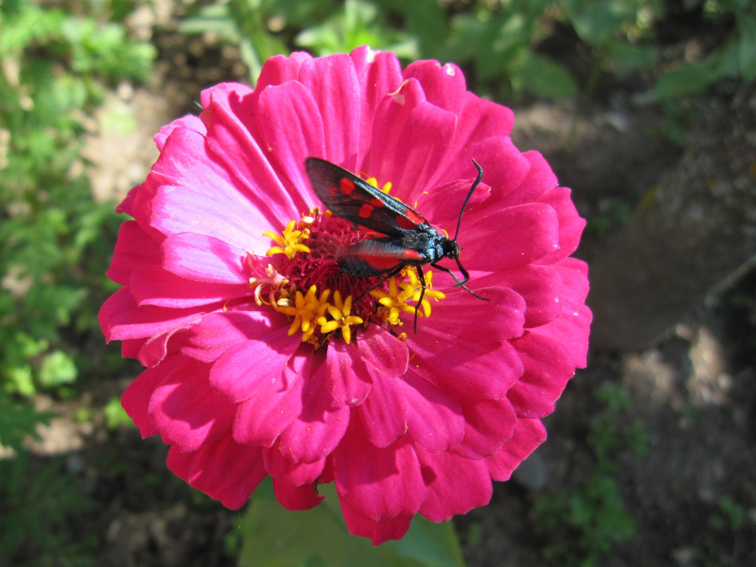 Wallpapers Animals Insects - Butterflies Papillon fleuri