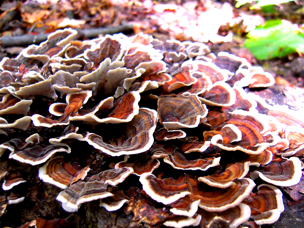 Fonds d'cran Nature Champignons Champignons