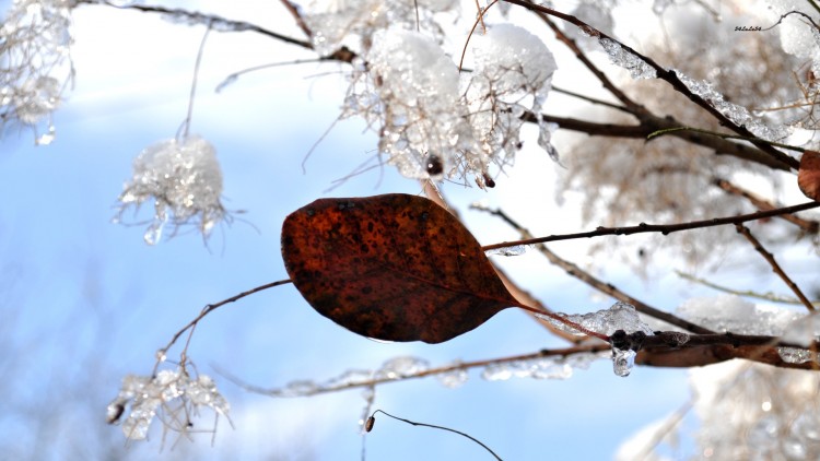 Fonds d'cran Nature Saisons - Hiver UNE RESISTANTE ...