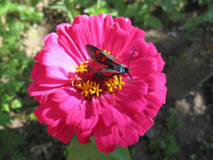 Fonds d'cran Animaux Insectes - Papillons Papillon fleuri