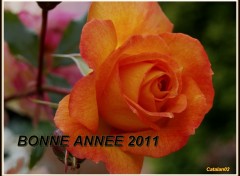 Fonds d'cran Nature BONNE ET HEUREUSE ANNEE 2011