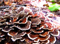 Fonds d'cran Nature Champignons