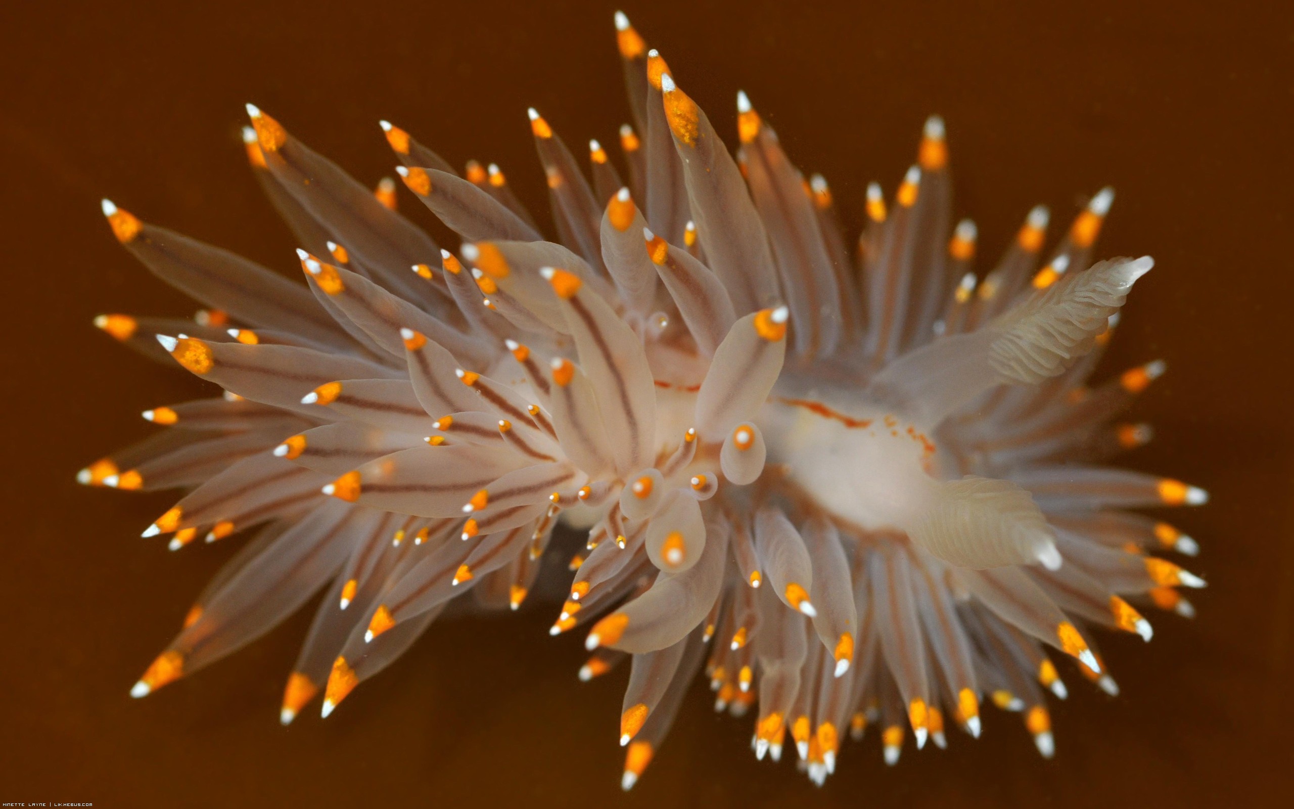 Fonds d'cran Animaux Vie marine - Divers Limace de mer