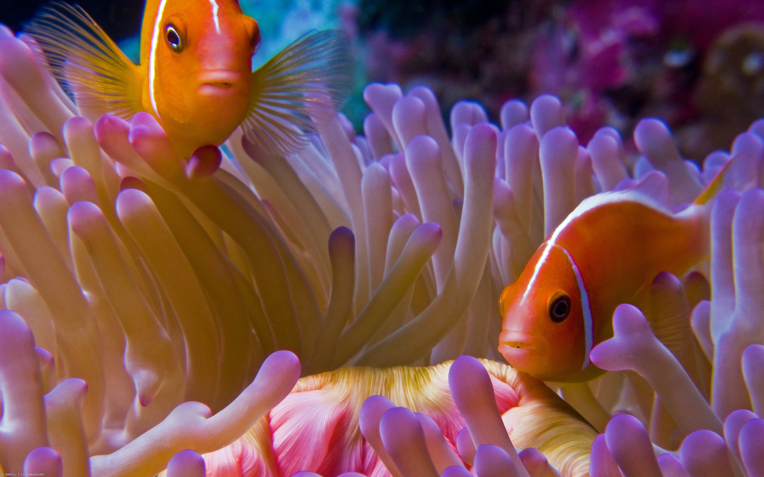 Wallpapers Animals Sealife - Fishes Poissons clown et son anmone