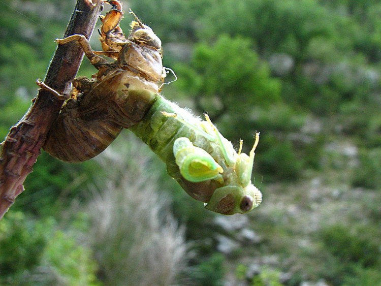 Fonds d'cran Animaux Insectes - Cigales Mue d'une cigale 