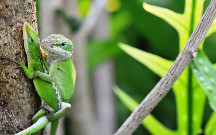 Wallpapers Animals Lizards - Iguanas Calin entre lzards