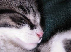 Wallpapers Animals Chaton dort