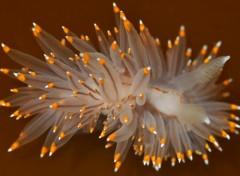 Fonds d'cran Animaux Limace de mer