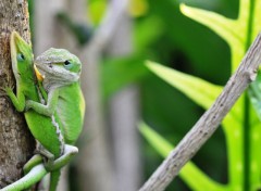 Fonds d'cran Animaux Calin entre lzards