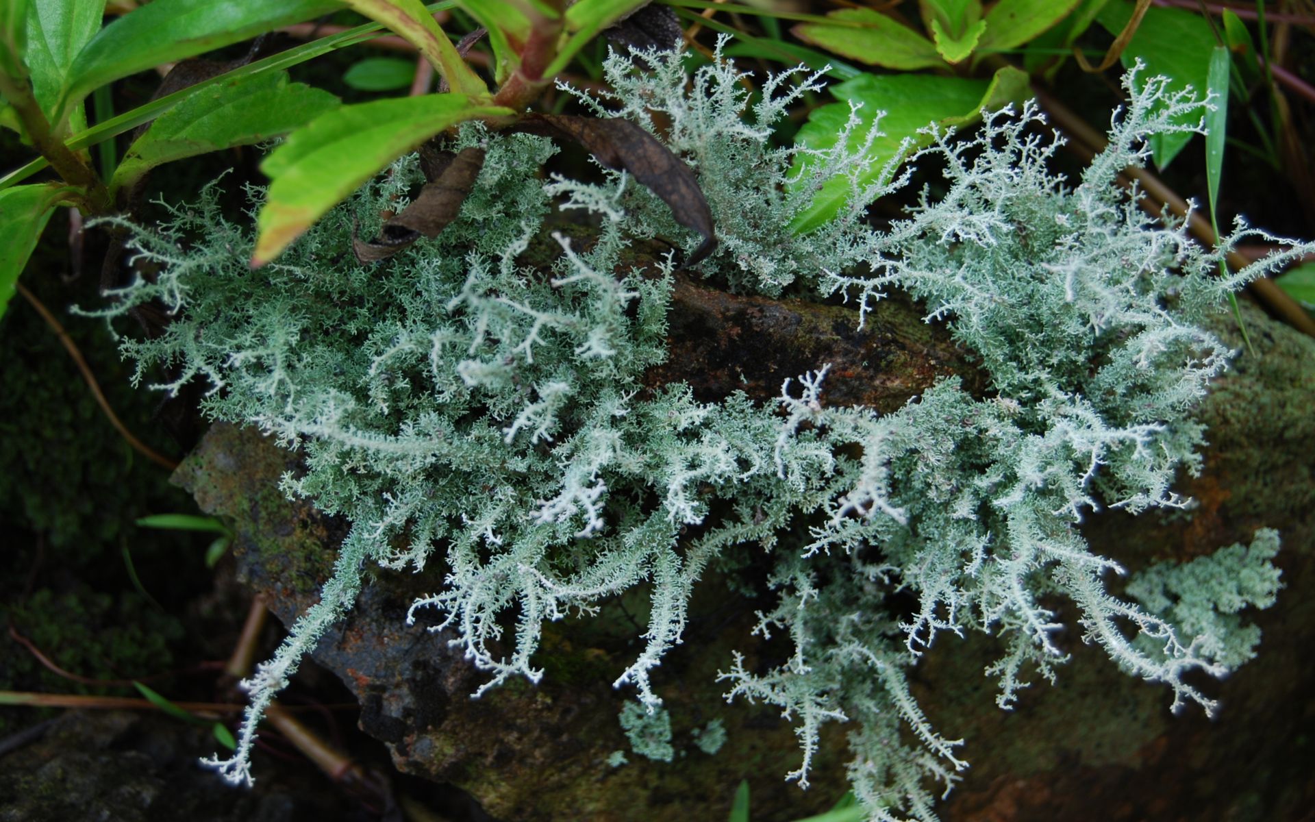 Wallpapers Nature Moss - Lichens Dentelle sur rocher