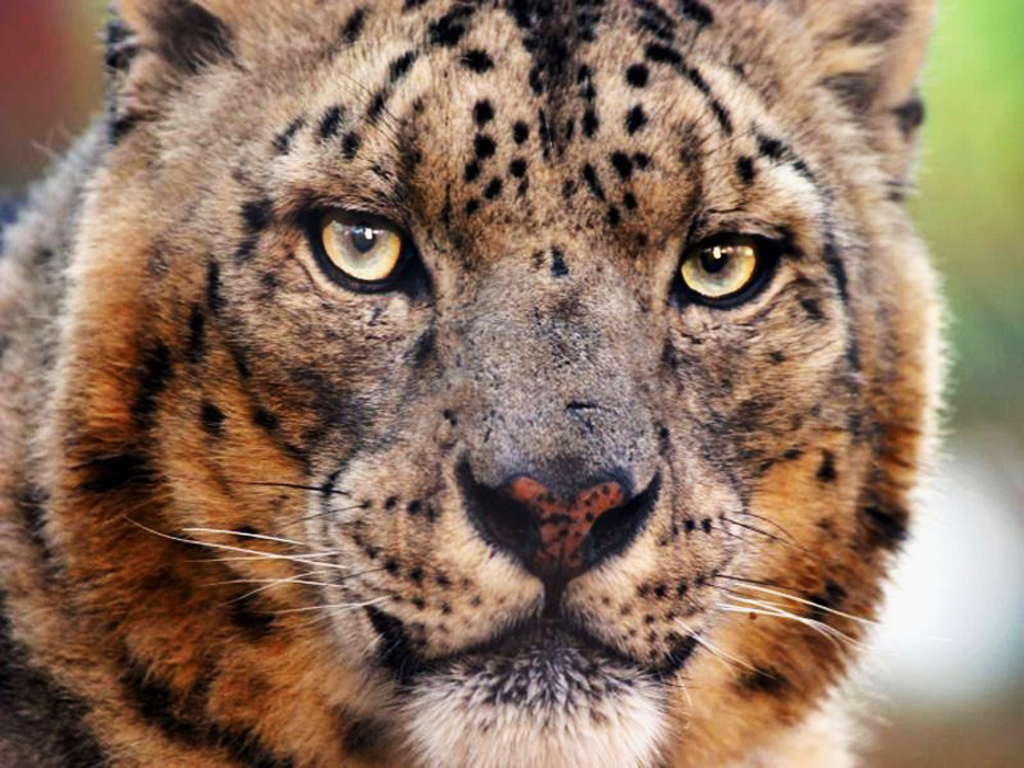 Wallpapers Animals Felines - Cloud panthers regard