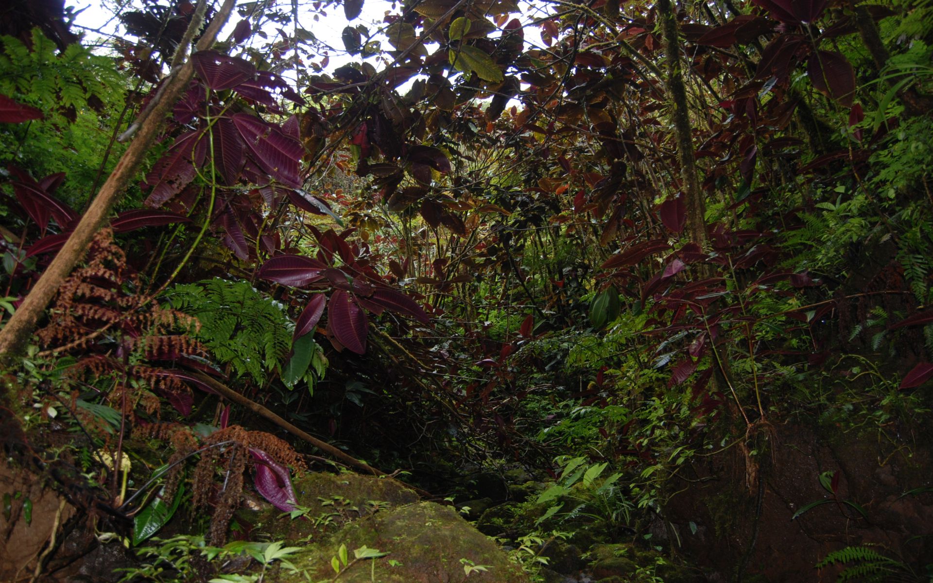 Fonds d'cran Nature Arbres - Forts Sous bois en Polynsie