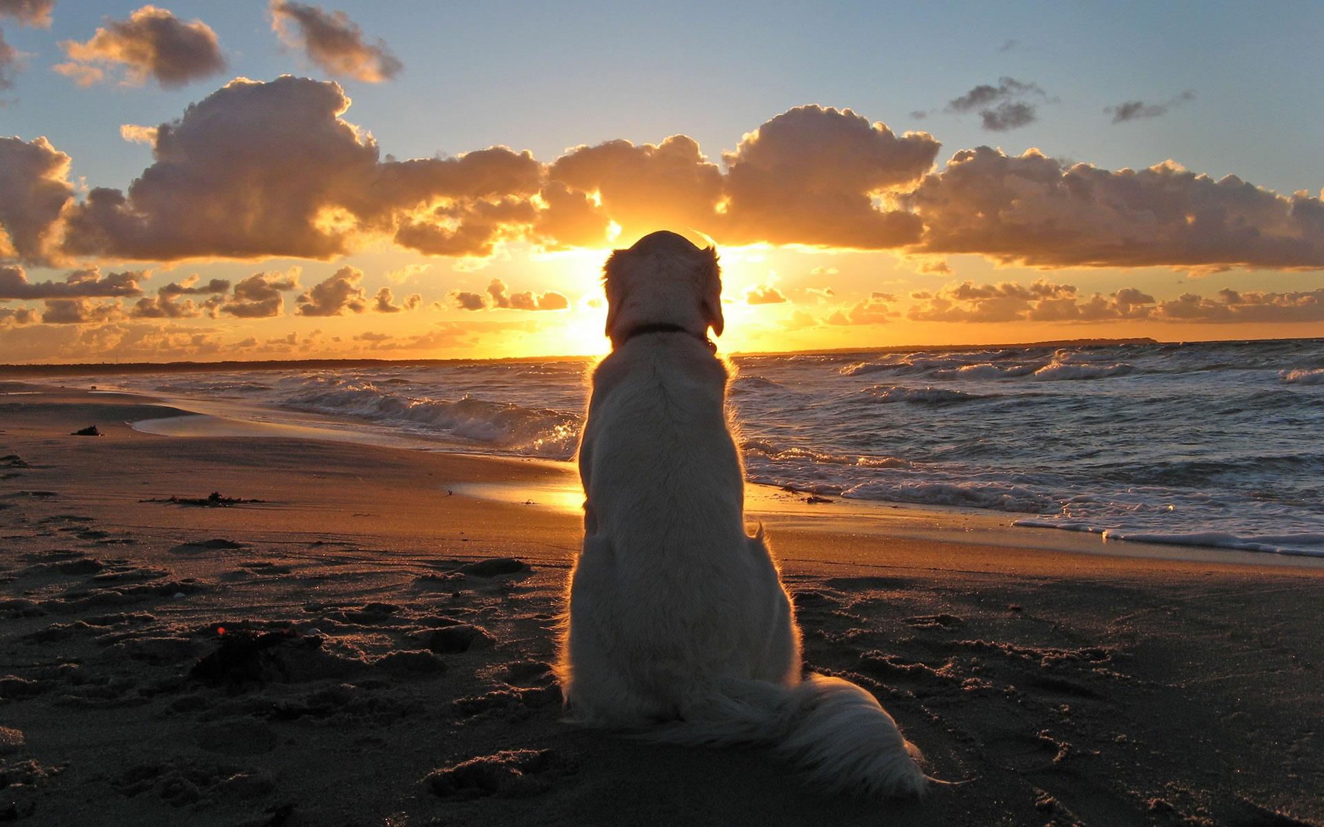 Wallpapers Animals Dogs Le coucher de soleil