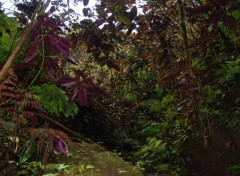 Fonds d'cran Nature Sous bois en Polynsie