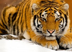 Fonds d'cran Animaux Tigres