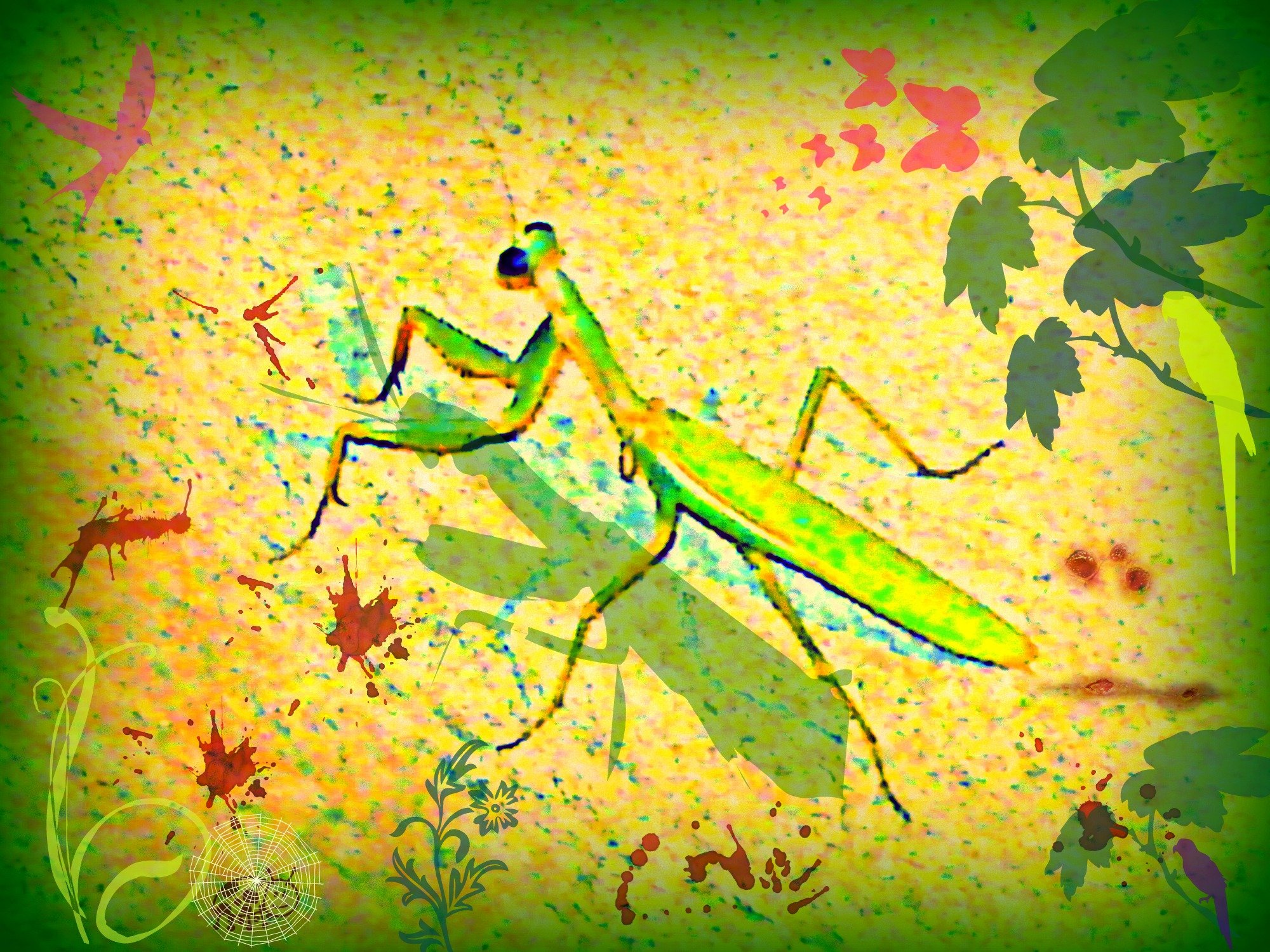 Wallpapers Digital Art Nature - Miscellaneous mante qui mange!