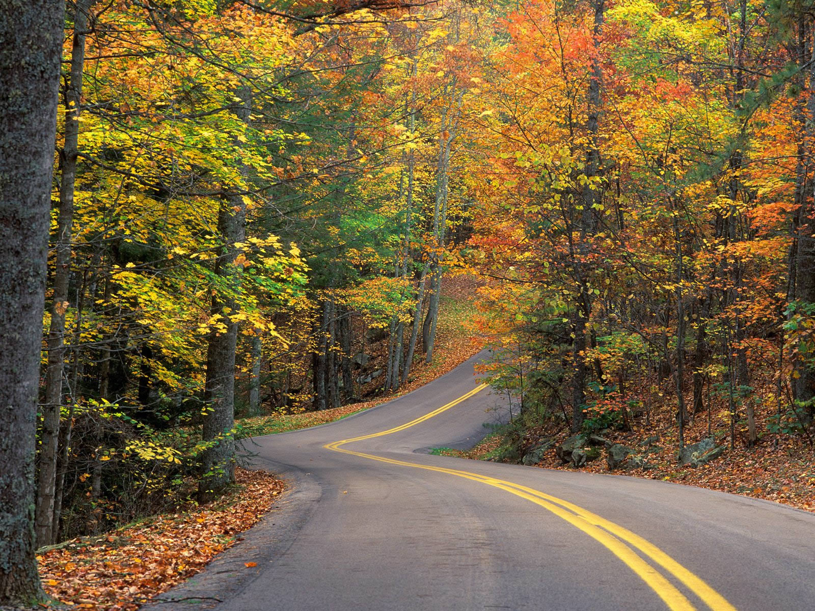 Wallpapers Nature Trees - Forests 