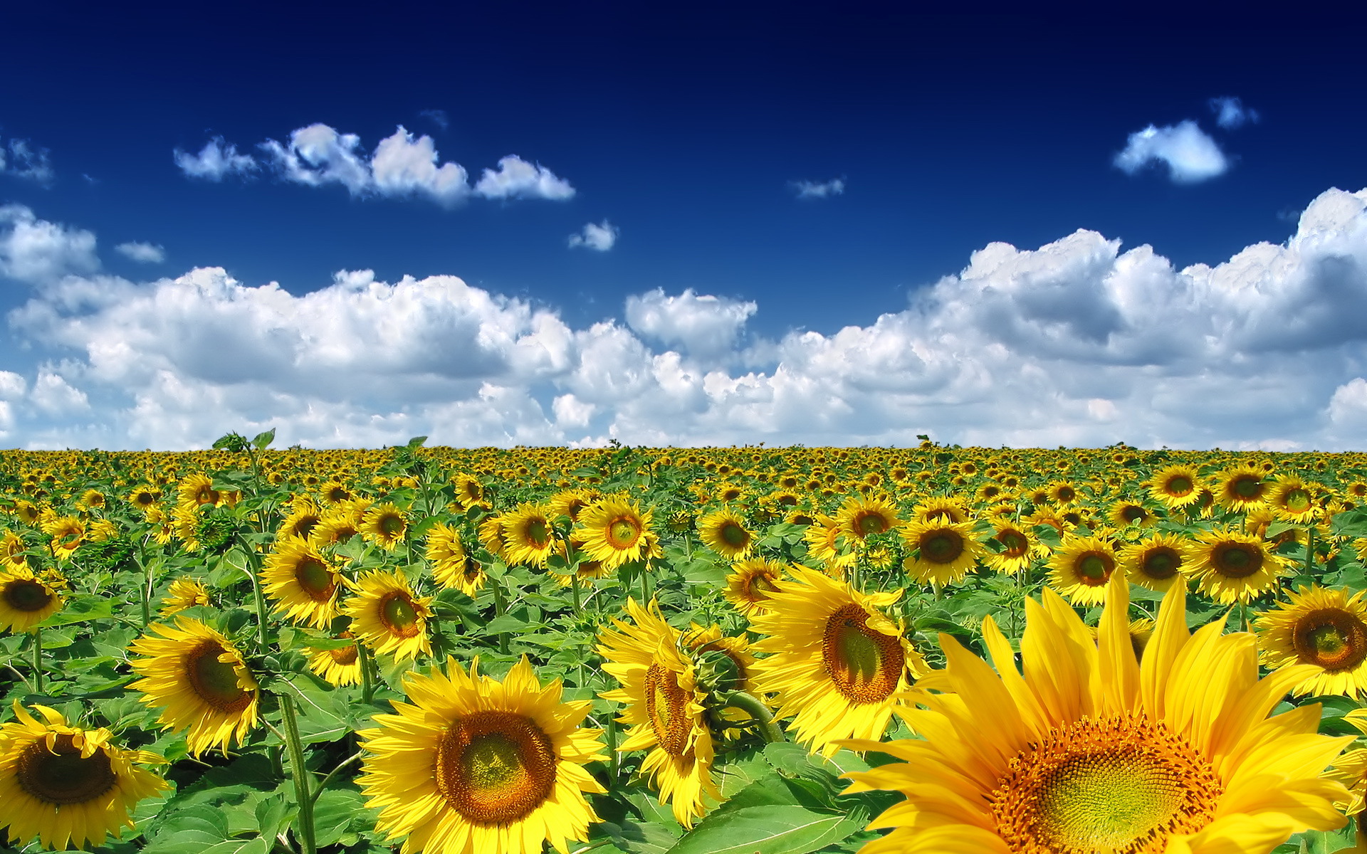 Wallpapers Nature Flowers Tournesol