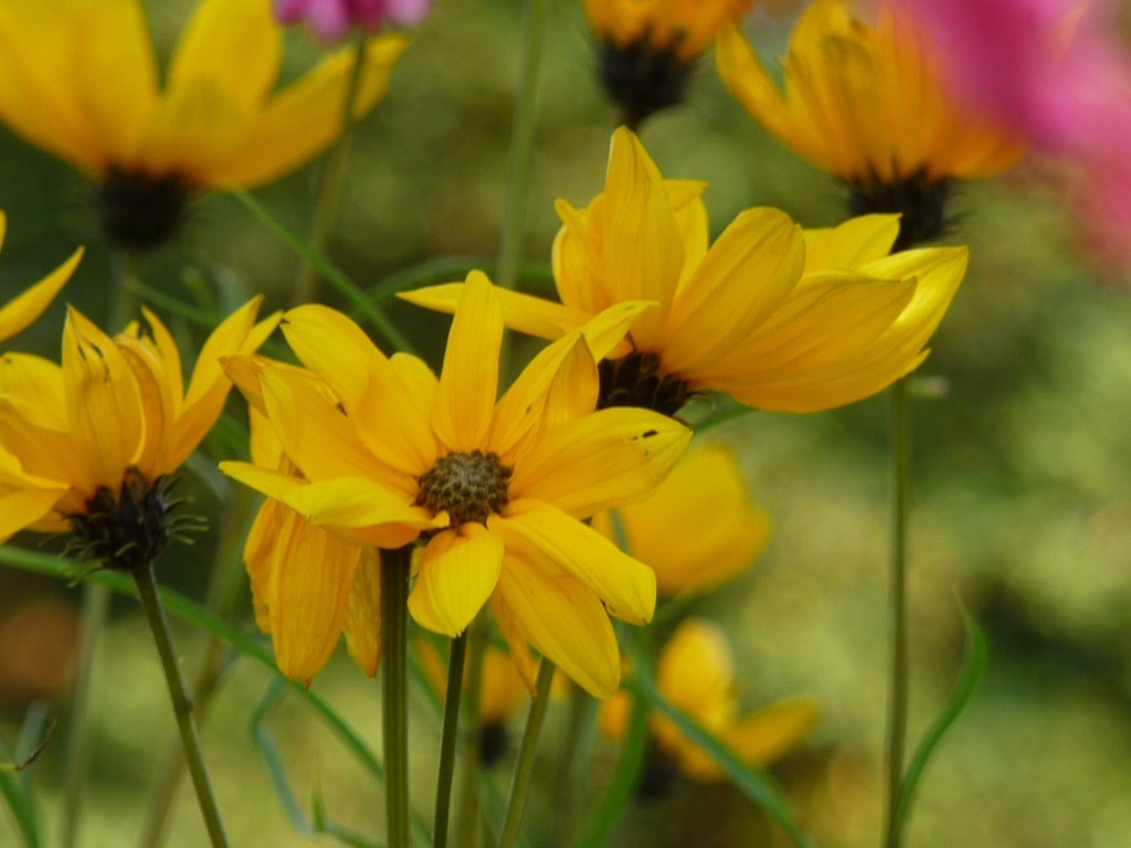 Fonds d'cran Nature Fleurs Comme un tableau