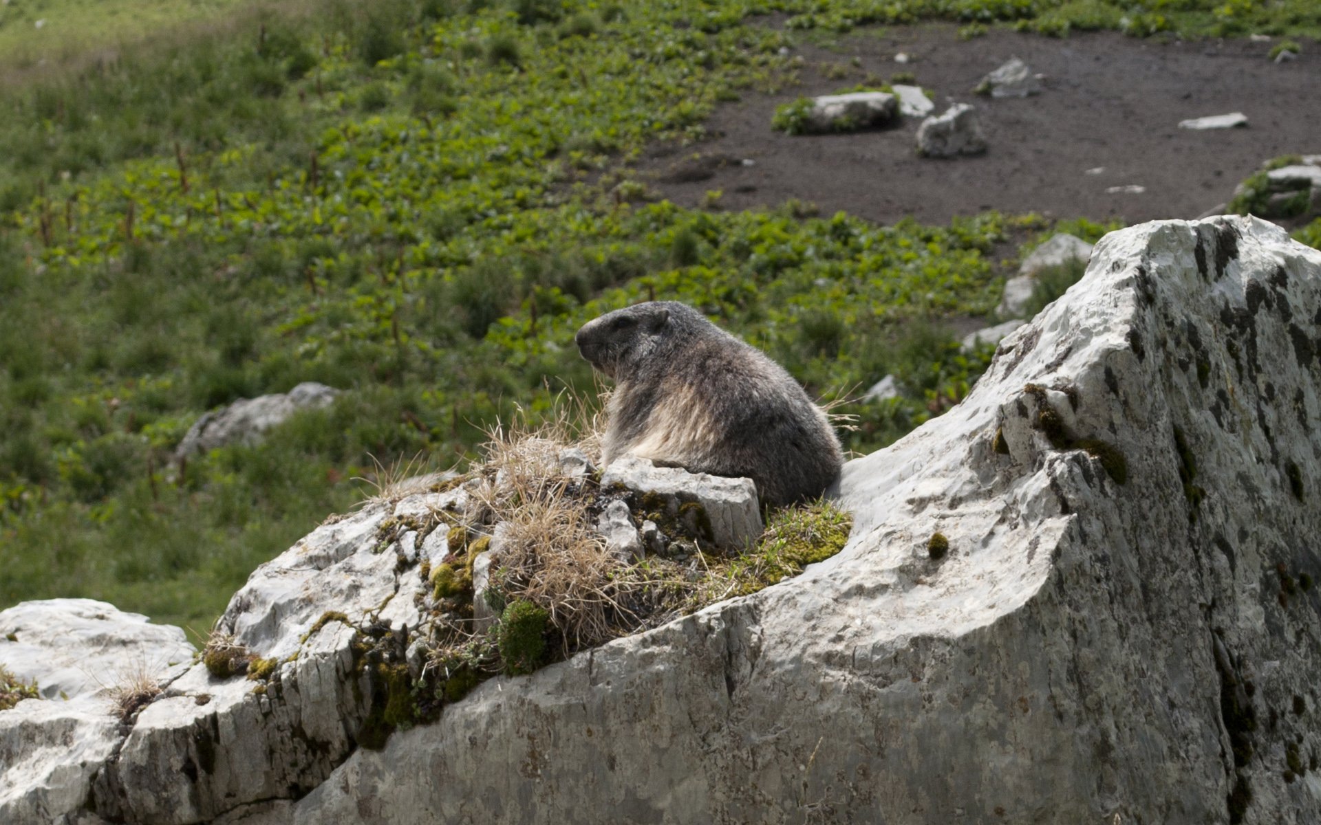 Fonds d'cran Animaux Rongeurs - Marmottes Marmotte in the wild