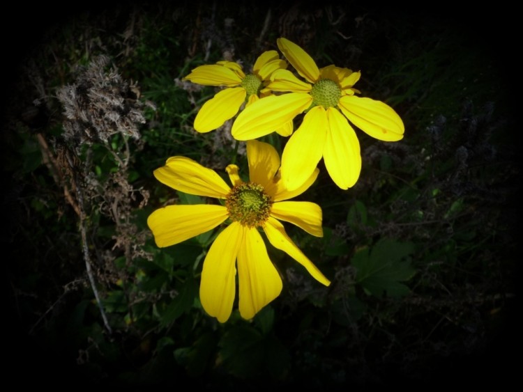 Wallpapers Nature Flowers Une lumire nocturne