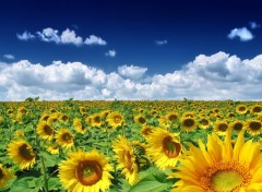 Wallpapers Nature Tournesol