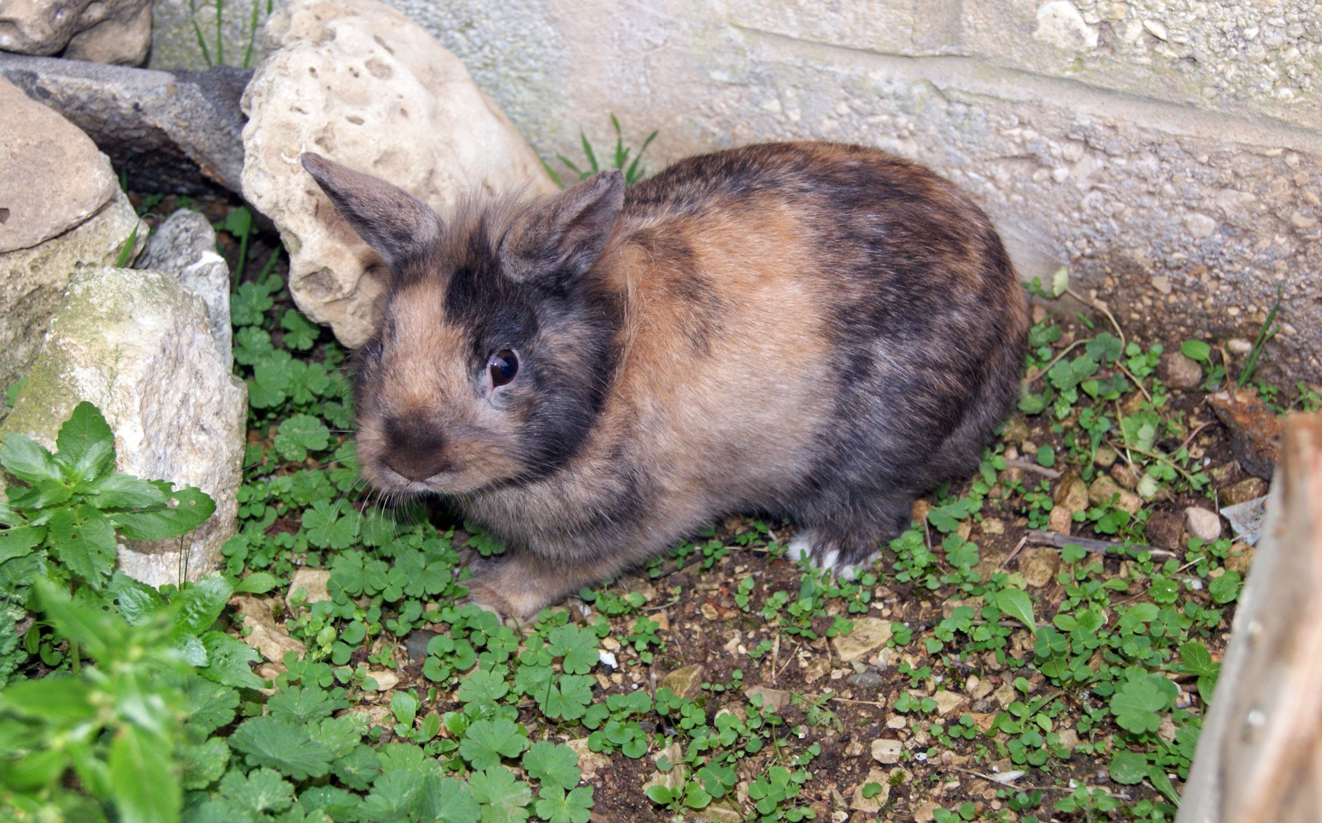 Fonds d'cran Animaux Lapins - Livres Piscou le lapin