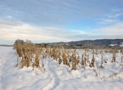 Fonds d'cran Voyages : Europe Vosges