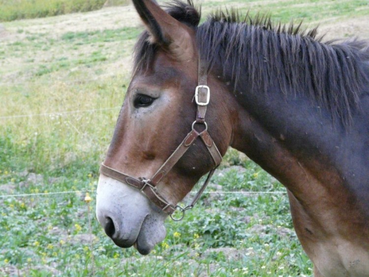 Fonds d'cran Animaux Anes Ane