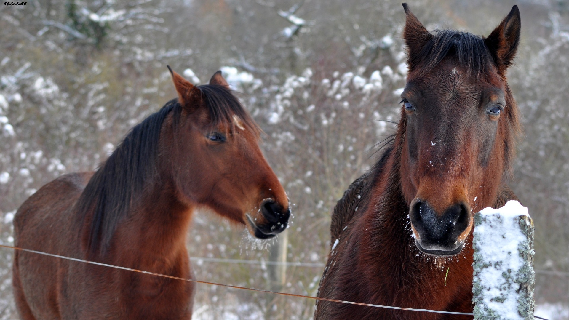 Wallpapers Animals Horses UN CHEVAL, DES CHEVAUX ...