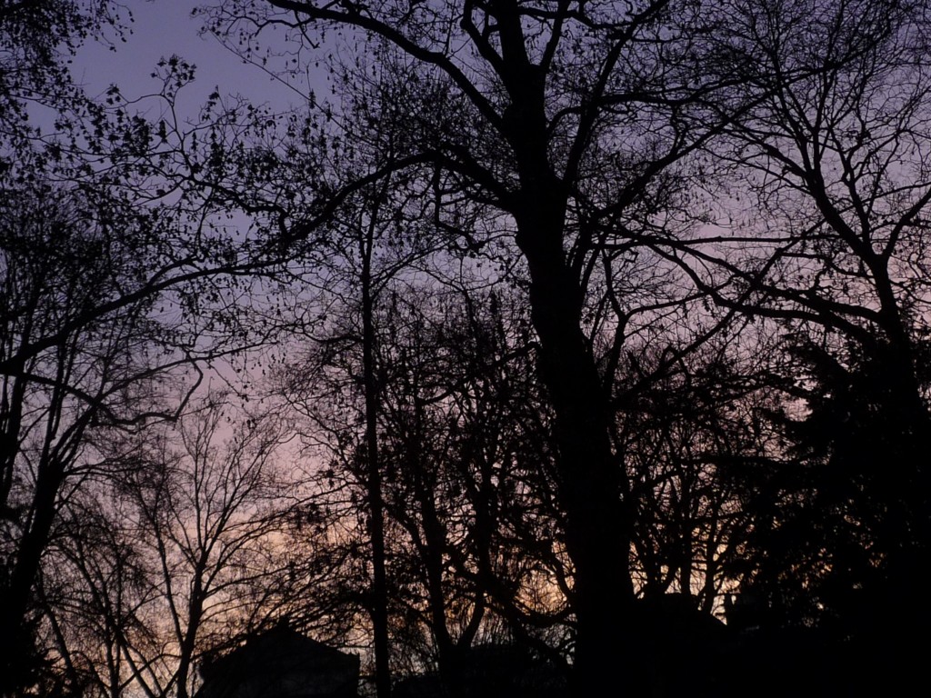 Fonds d'cran Nature Arbres - Forts L'oxygne du matin