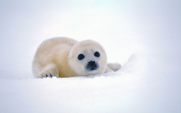 Wallpapers Animals Sealife - Seals Phoques