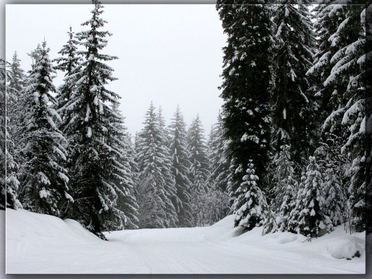 Wallpapers Nature Saisons - Winter Neige  Courchevel