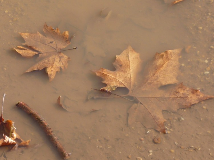 Fonds d'cran Nature Feuilles - Feuillages Un bon bain