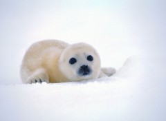 Fonds d'cran Animaux Phoques