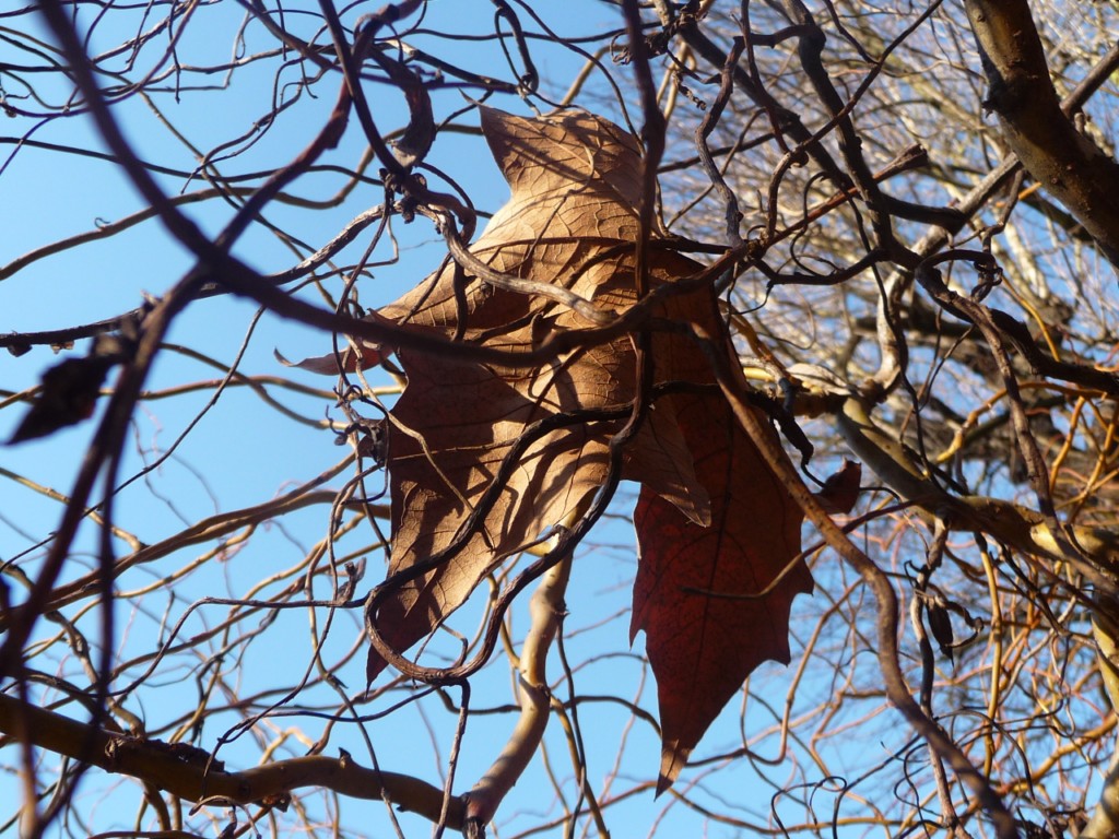 Fonds d'cran Nature Feuilles - Feuillages L'automne fait de la rsistance