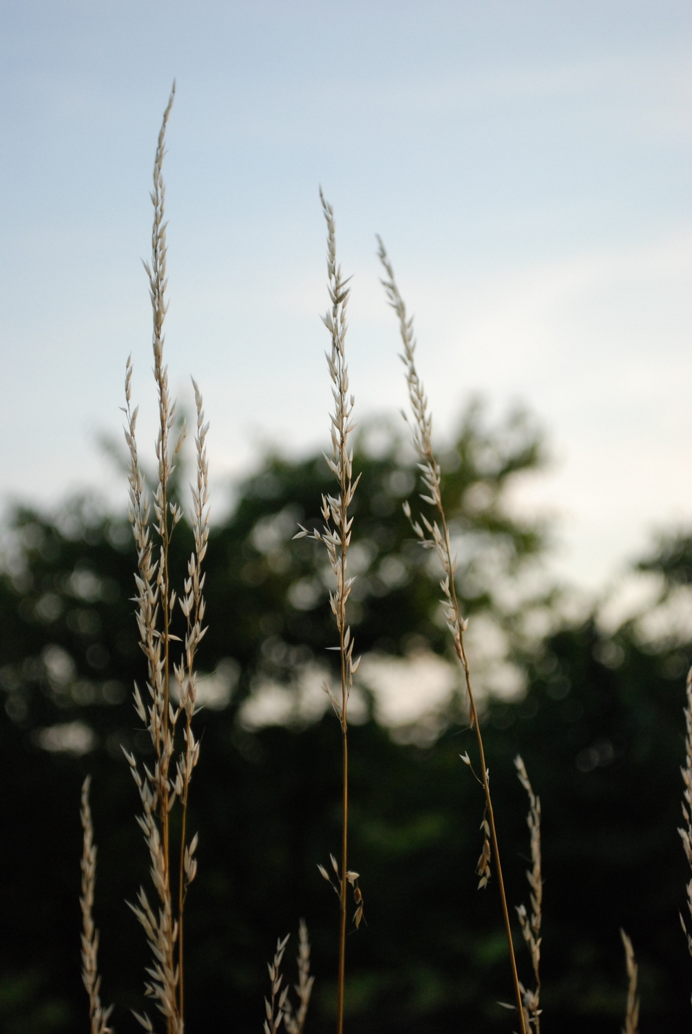 Fonds d'cran Nature Herbes En chemin pour nulle part 