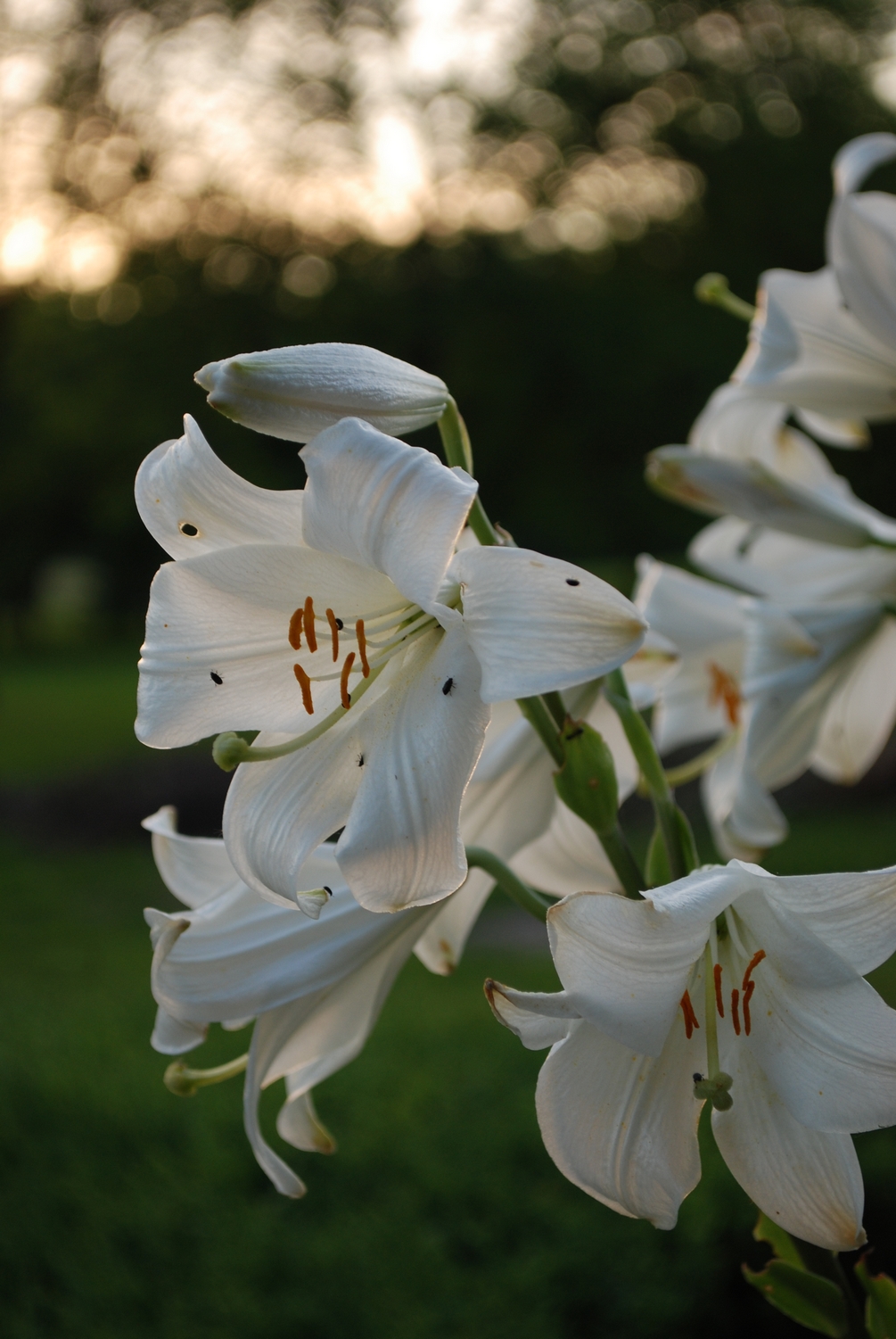 Wallpapers Nature Flowers 