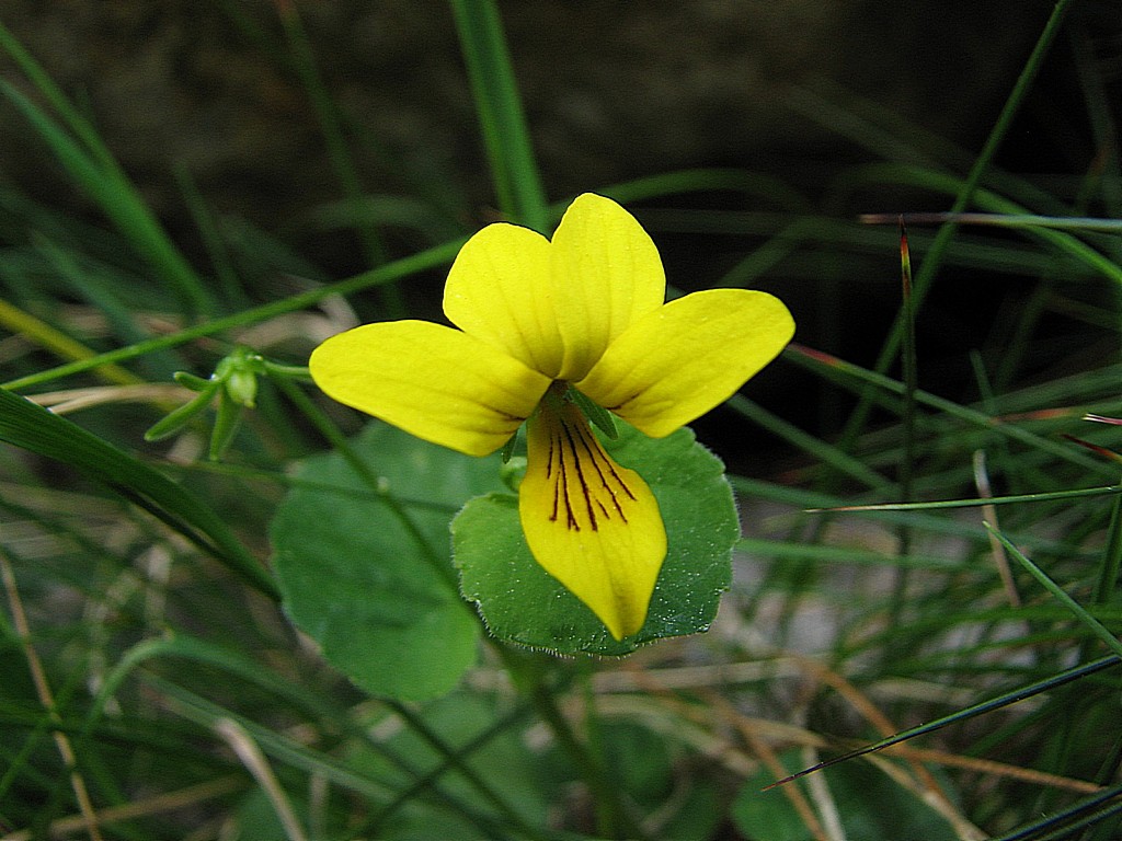 Fonds d'cran Nature Fleurs viola biflora