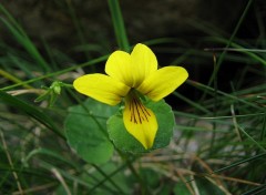 Wallpapers Nature viola biflora