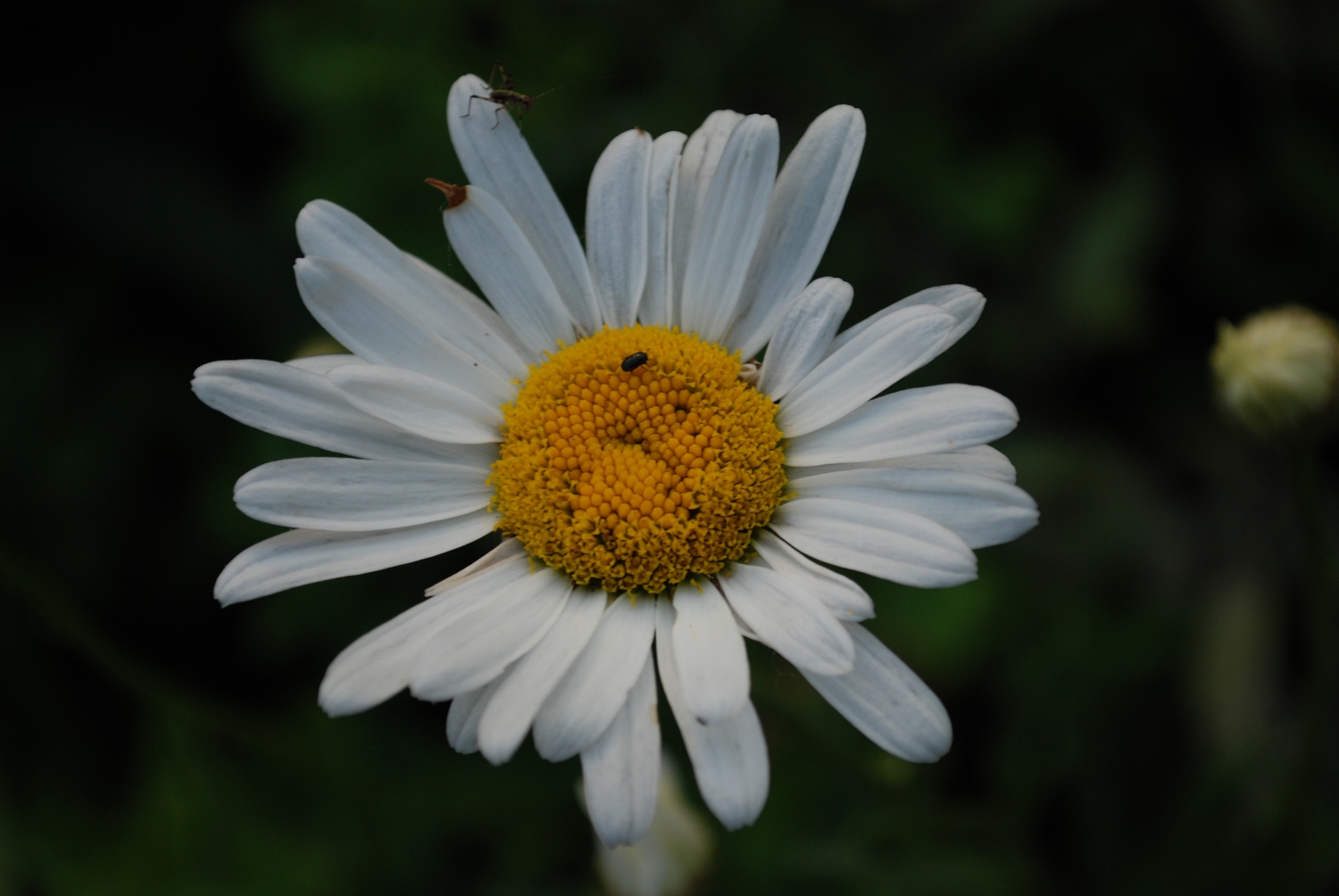 Fonds d'cran Nature Fleurs 