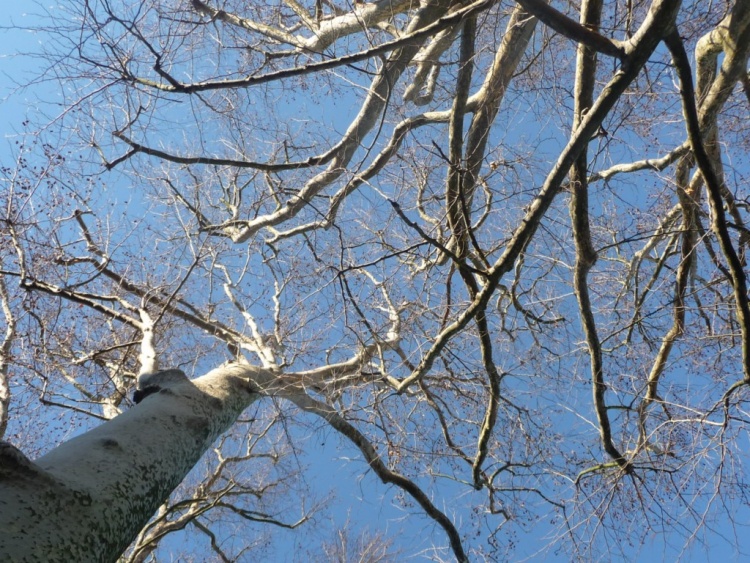 Fonds d'cran Nature Arbres - Forts DIalogue arien