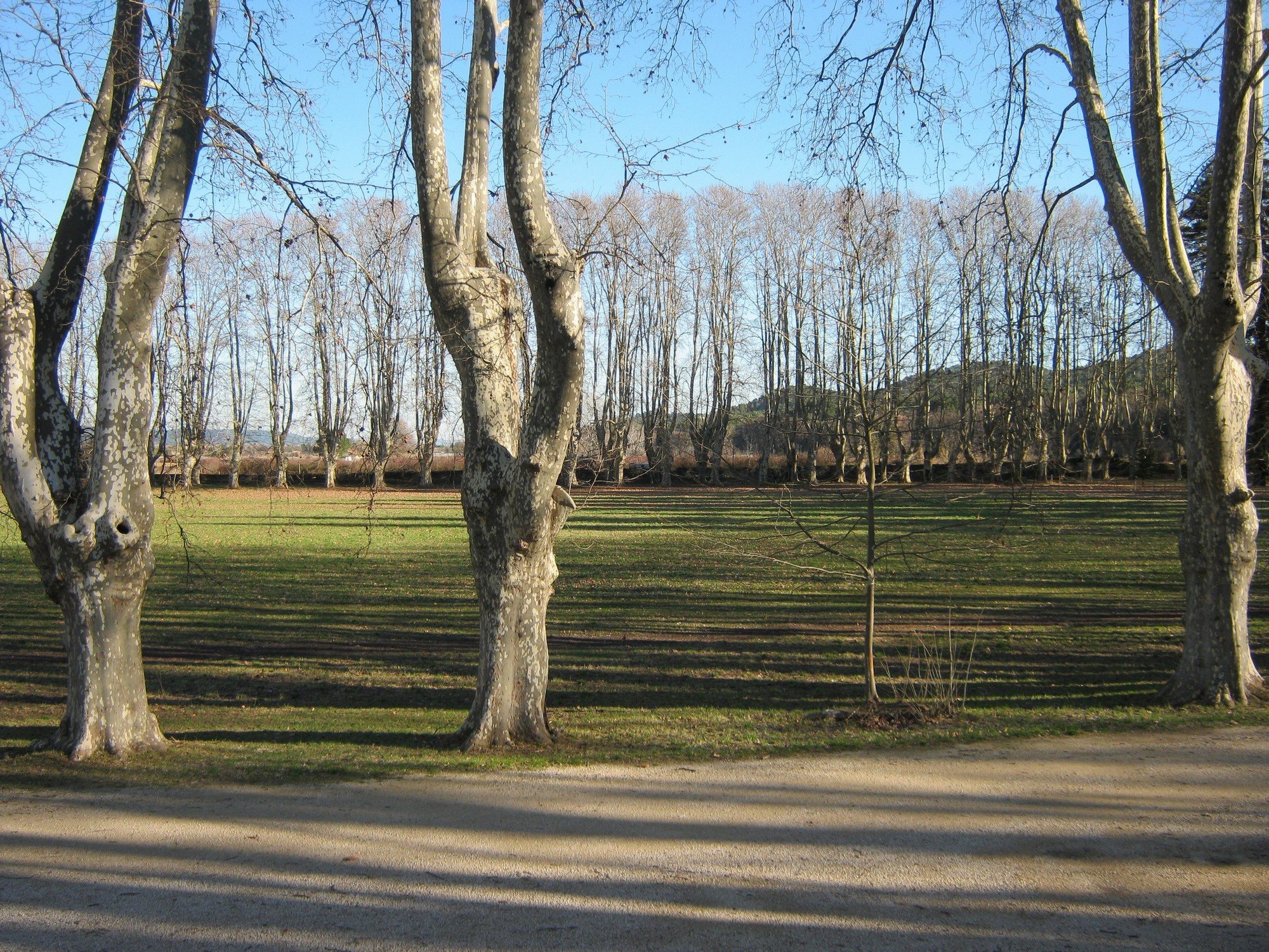 Fonds d'cran Nature Arbres - Forts 