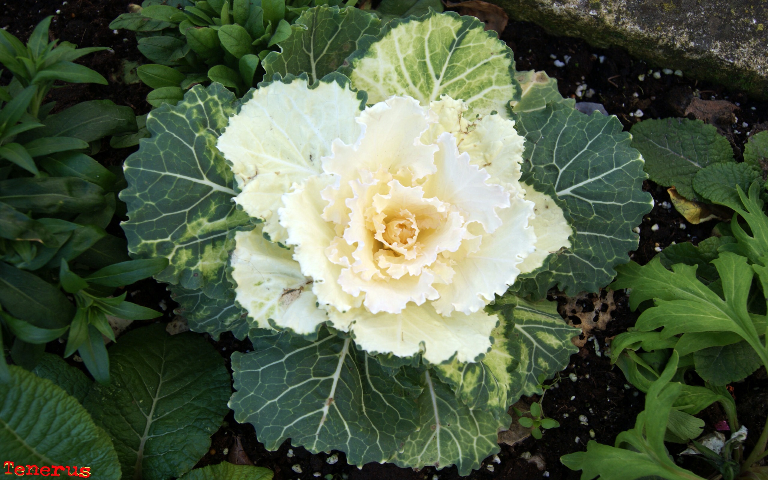 Fonds d'cran Nature Fleurs Fleur Blanche