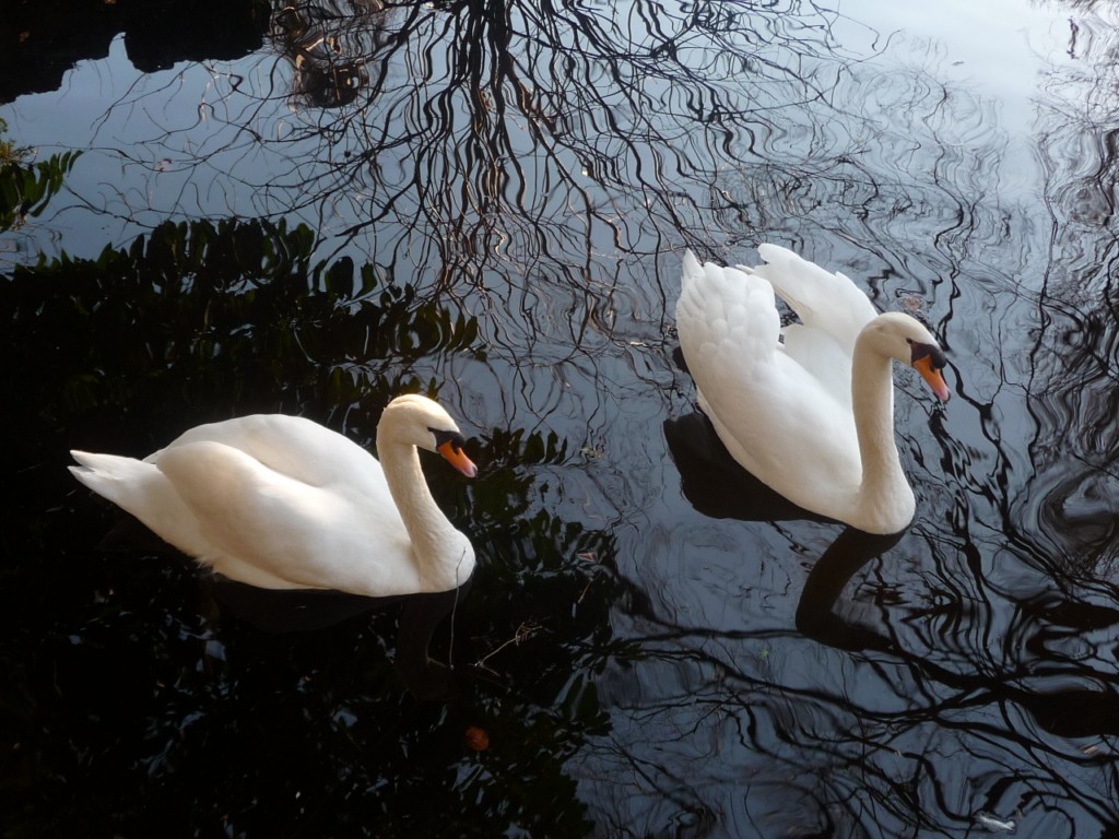 Wallpapers Animals Birds - Swans Sous le regard de Dieu