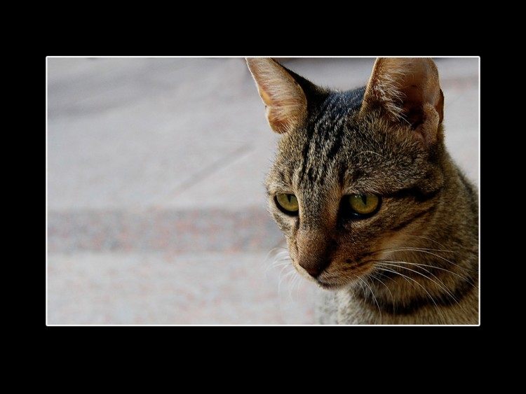 Fonds d'cran Animaux Chats - Chatons WATCH CAT