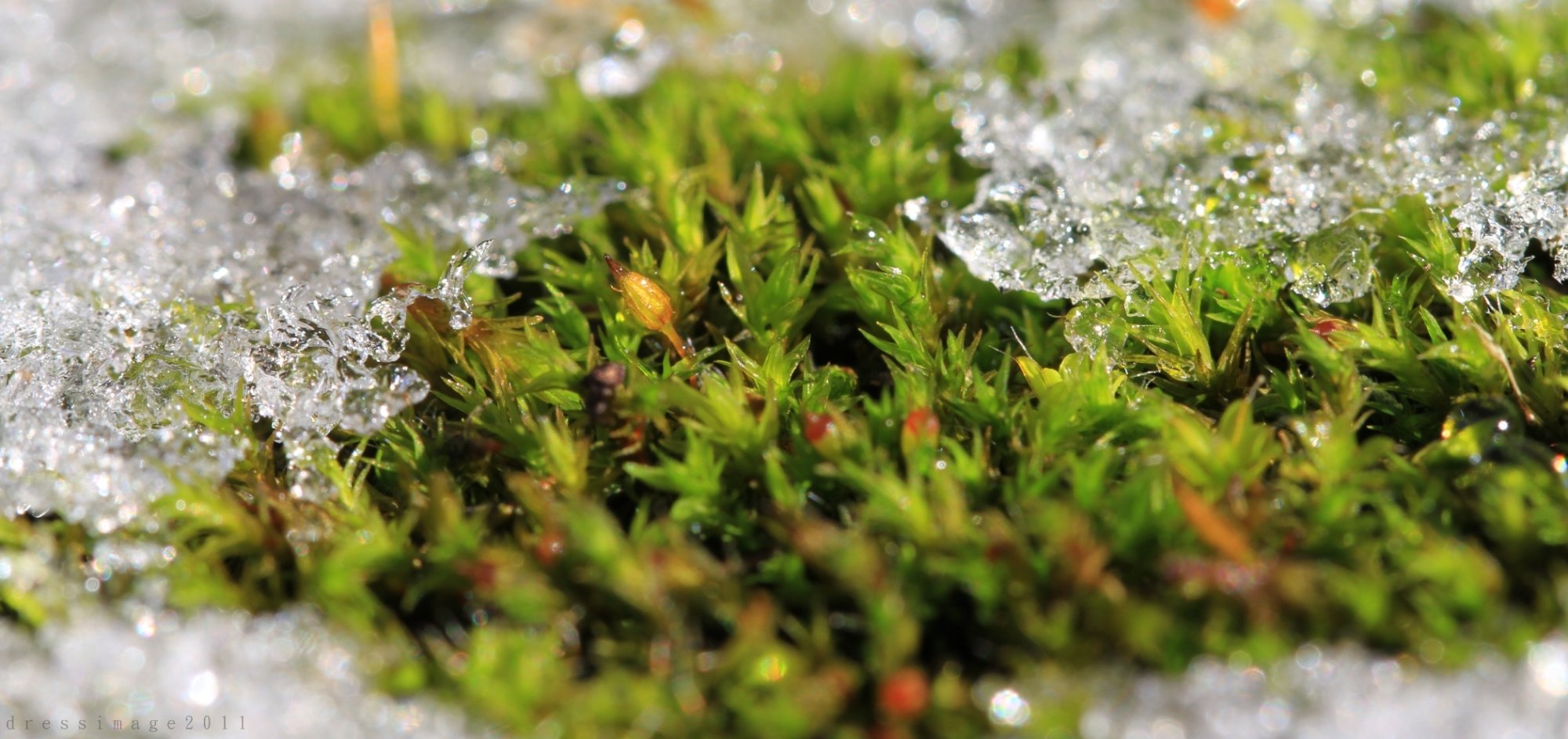 Fonds d'cran Nature Mousses - Lichens Mousse gelée